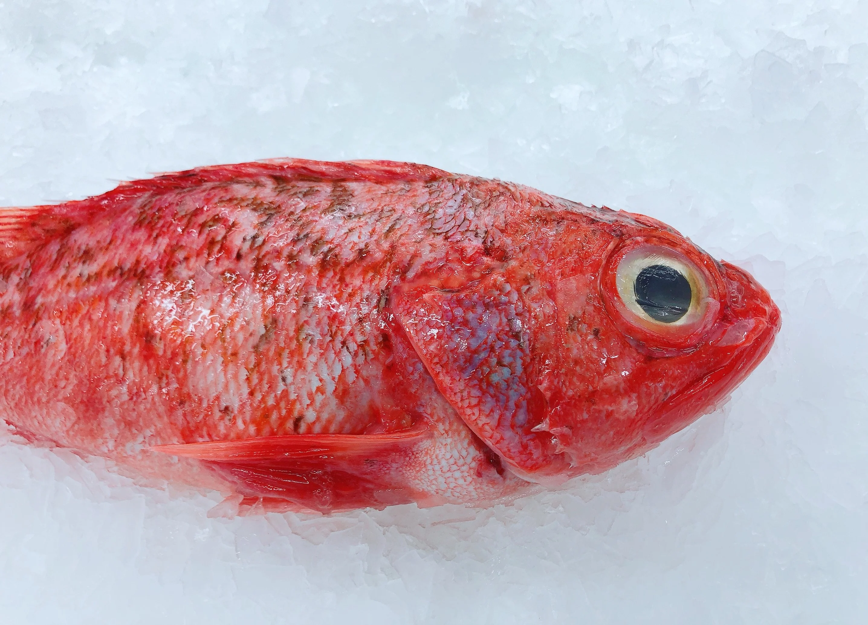 BIG EYE OCEAN PERCH 900G - 1.1KG (1 FISH)