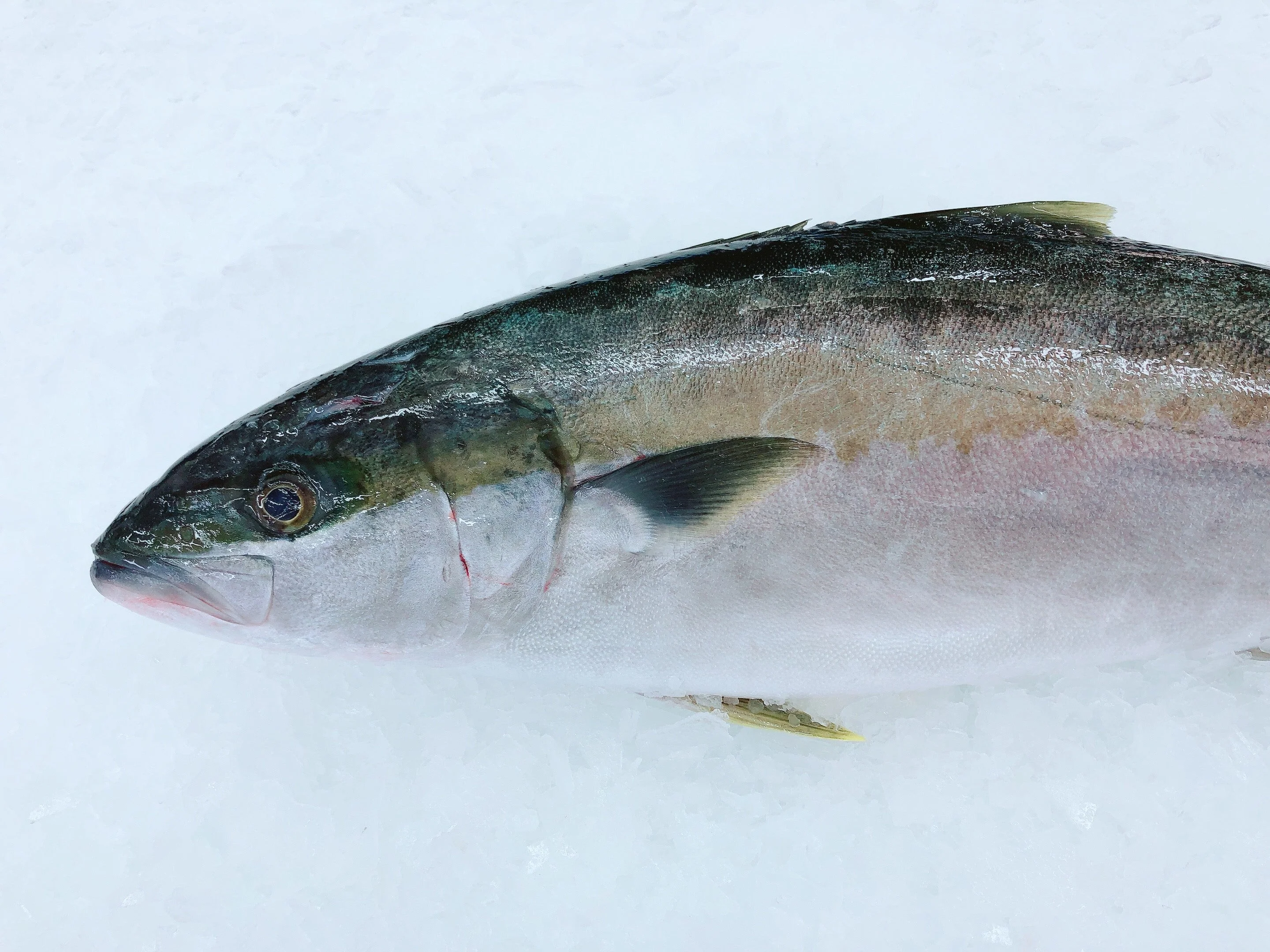 LOCAL WILD KINGFISH 2.8KG - 3KG (1 FISH)