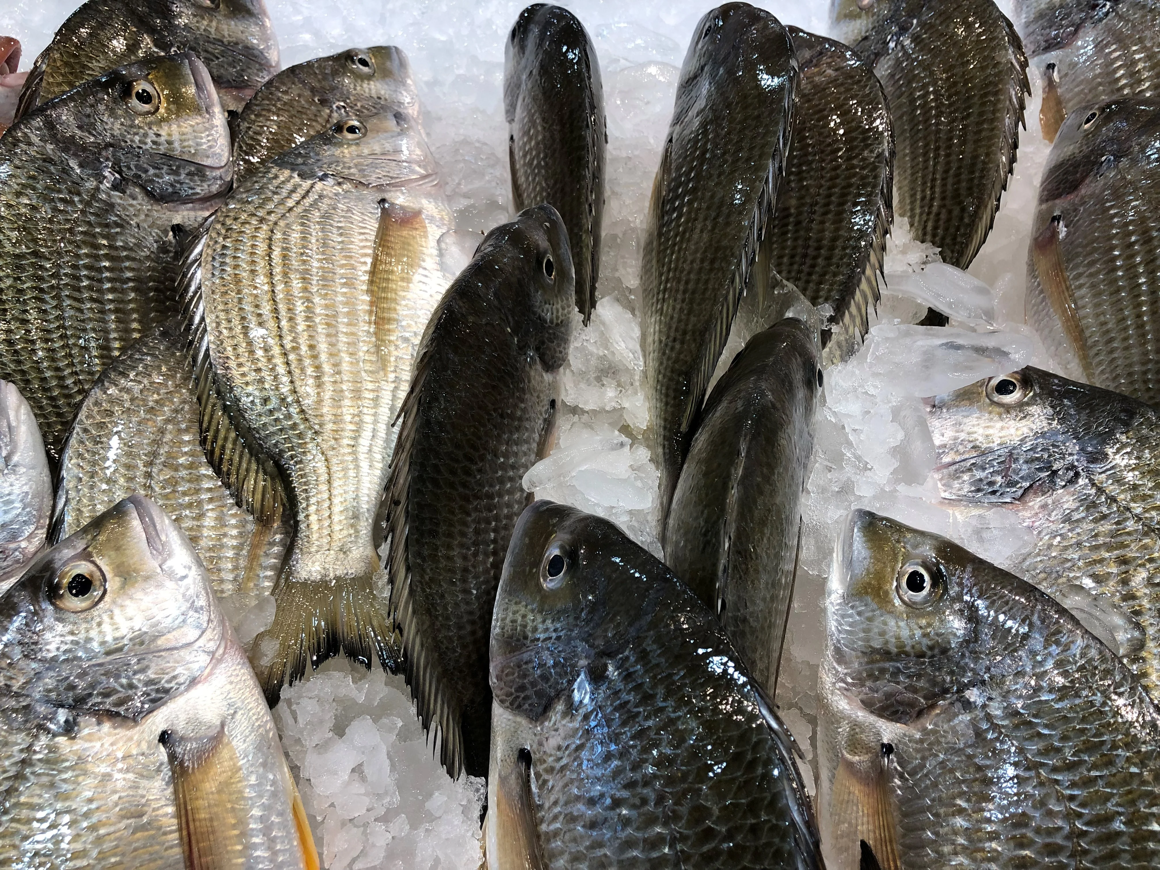 SILVER BREAM 600G - 700G (1 FISH)