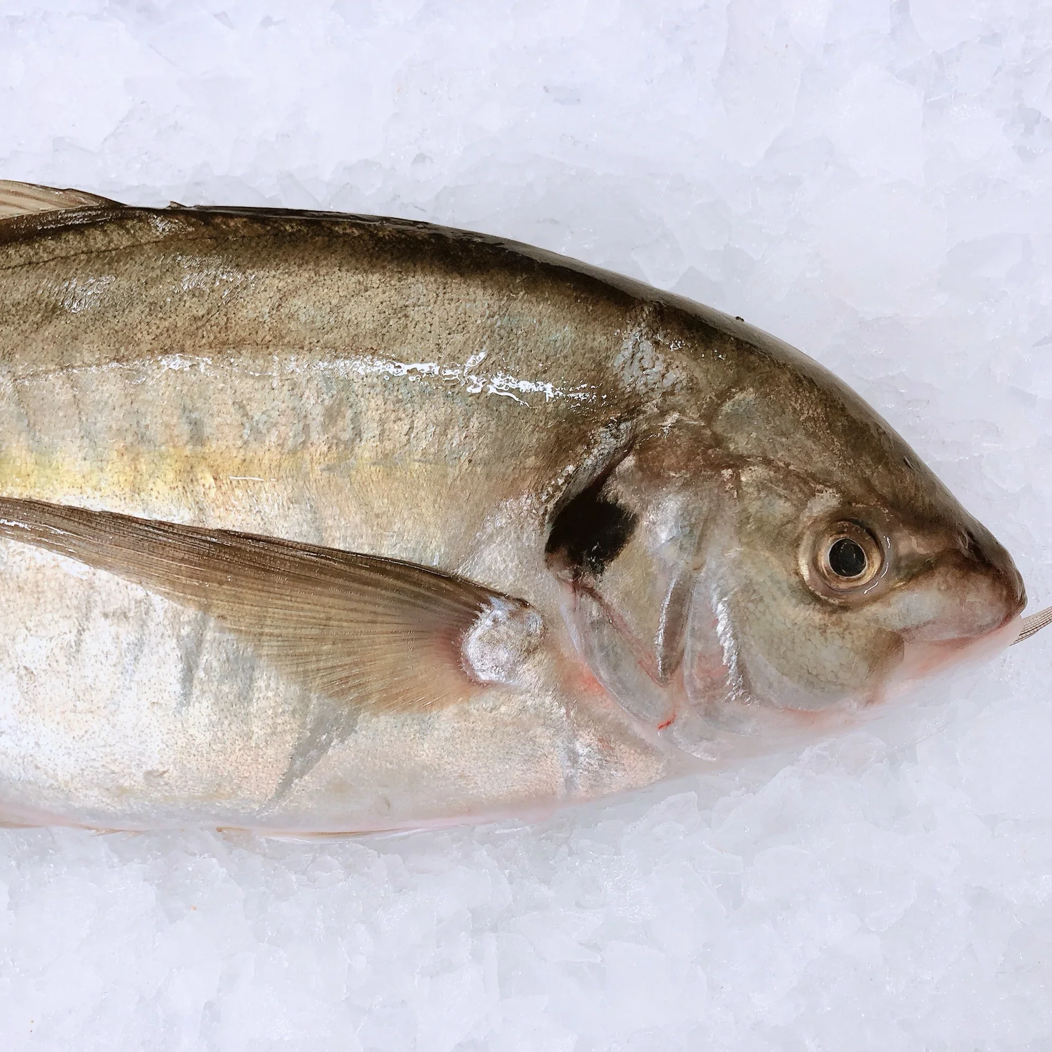 TREVALLY 1KG - 1.2KG (1 FISH)
